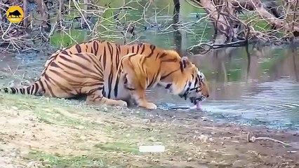 37 Horrific Moments When Deadly Horns Crush Predators  Animal Fight