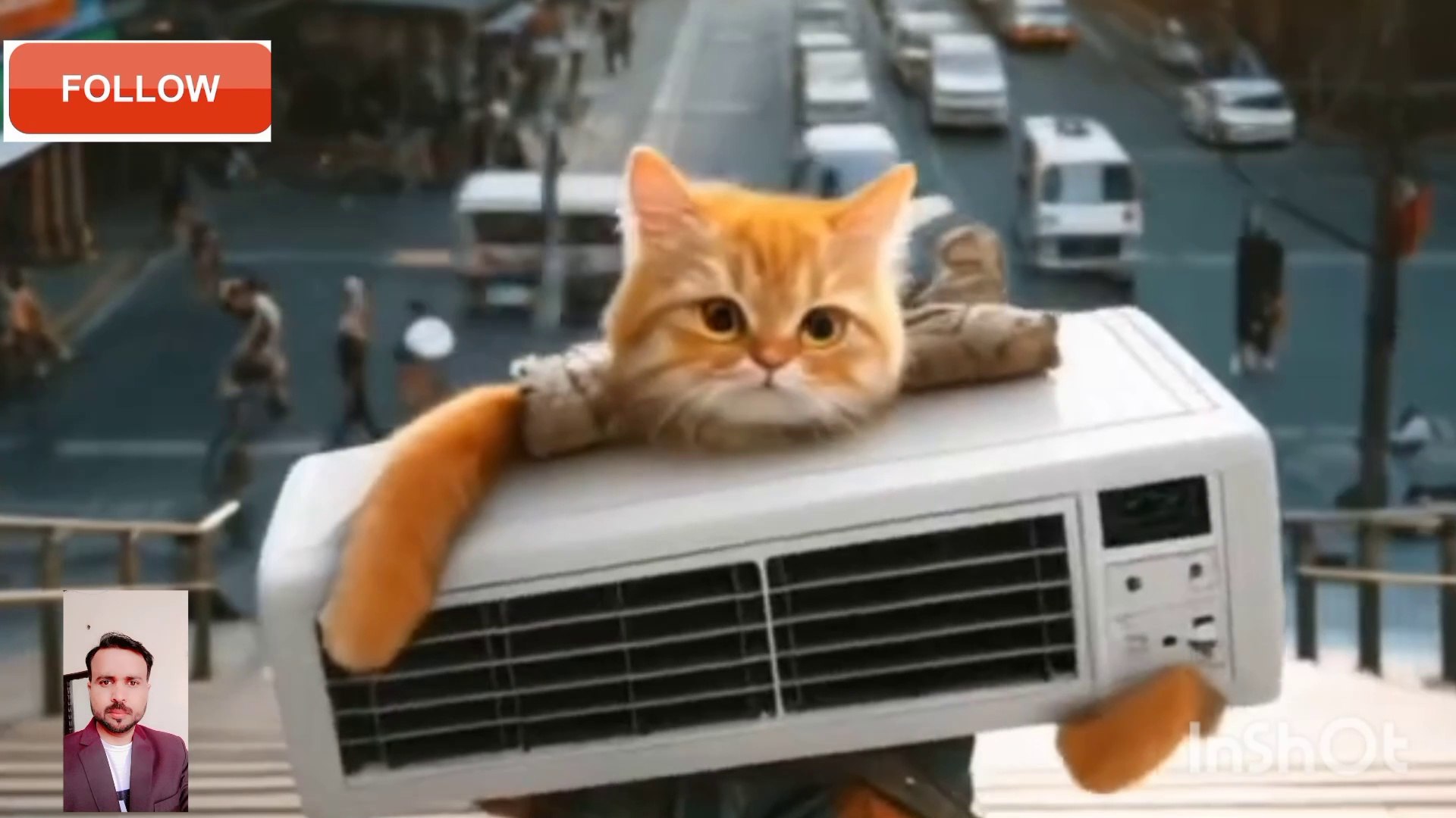 Cutest cats# beautiful cats #  cat new videos