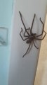 Huntsman Spider in Australia .