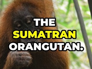 Top 10 most endangered animals!