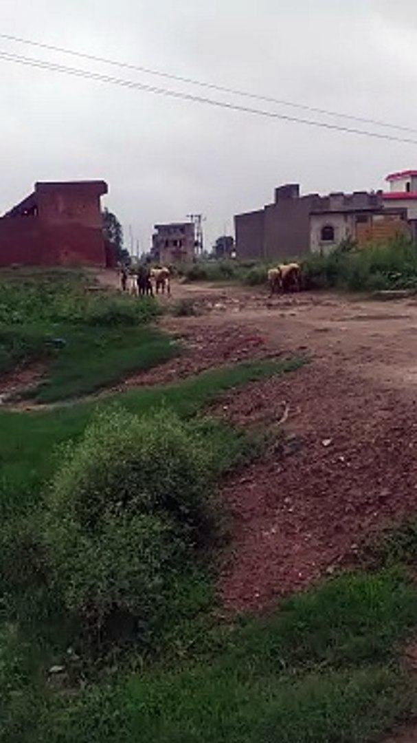 Entertainment  video