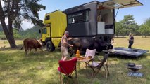 OUR CAMPING WAS OVERRUN BY COWS (1080P_60FPS)