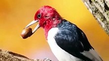 This bird the colour is so beautiful
