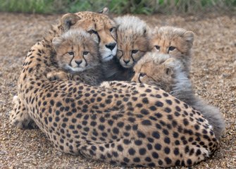 Hamerton Zoo cheetah cubs