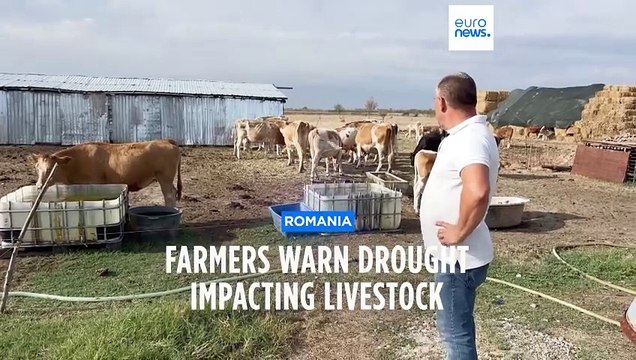 Farmers in Romania forced to sell livestock as drought kills animal feed