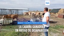 Los ganaderos rumanos denuncian riesgo inminente por sequía