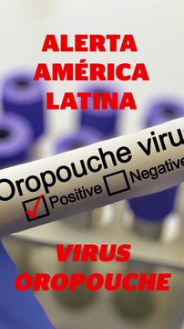 Alerta epidemiológica: ¿Qué debes saber sobre el virus Oropouche y su brote en América Latina? | Reporte Indigo
