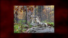 best places to see gray wolves in the US