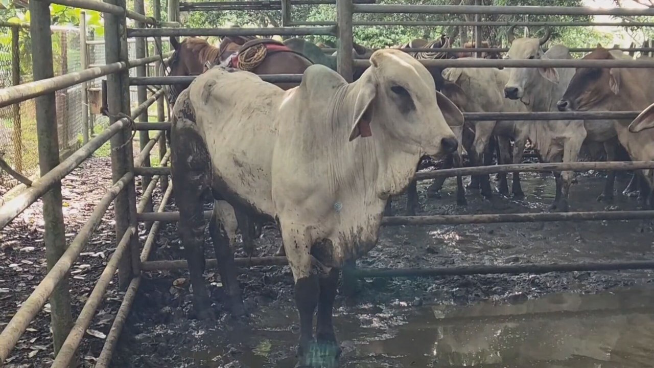Pequeños ganaderos en la comarca Ngäbe Buglé denuncian hurtos pecuarios