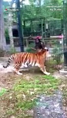 Mulher quase tem mão mordida por tigre após escalar cerca de zoológico