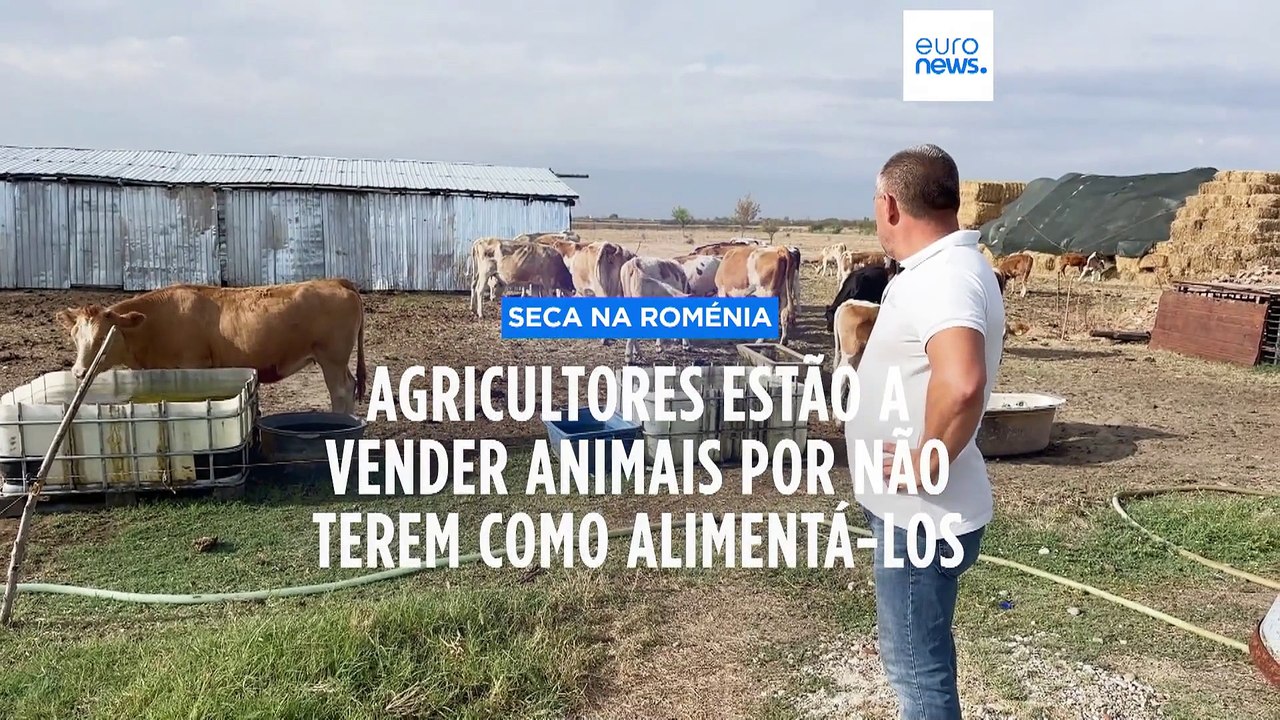 Roménia: número de cabeças de gado pode diminuir 30% no outono, preços finais vão aumentar