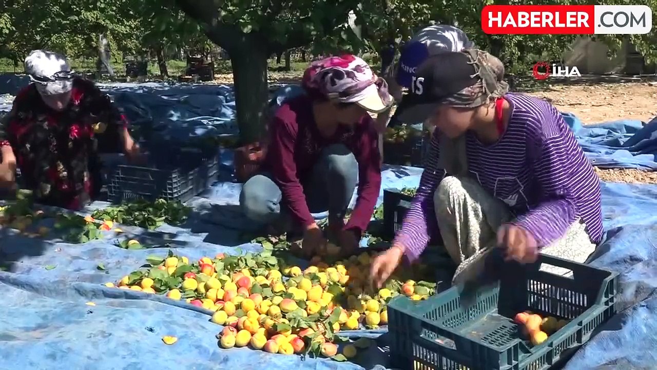 Kayısı da bu sezon hedef 750 milyon dolar ihracat geliri