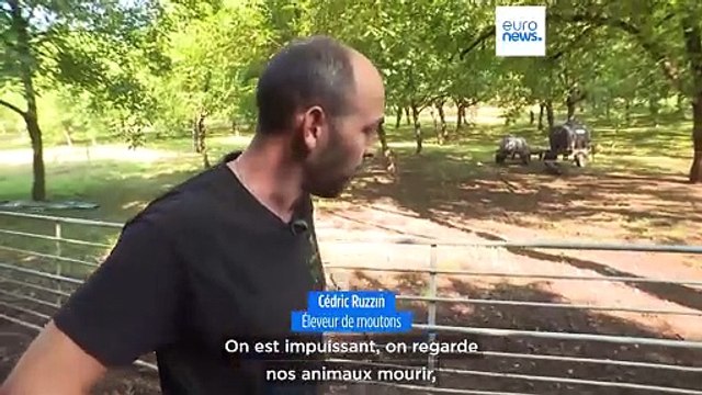 La fièvre catarrhale inquiète les éleveurs d'Isère