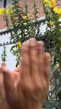 A Sichuan Man Applauded The Flowers Buds But He Did Not Expect That The Next Second They Would Actually Blooms Netizen:@Encouragement Education.....!!
