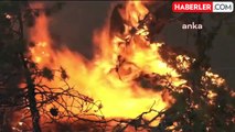 Ankara'da başlayan orman yangını Bolu'ya sıçradı