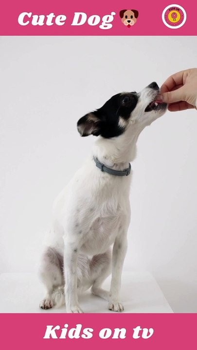 Trending Dogs