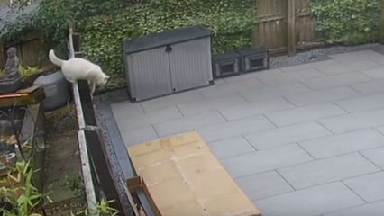 Cat tries to jump on top of cardboard box and regrets it im-meow-diately