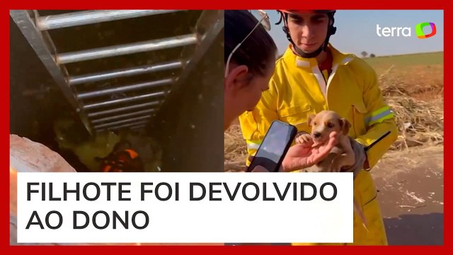 Bombeiros salvam filhote preso em tubulação de esgoto em Ribeirão Preto