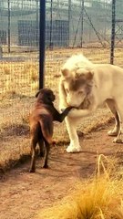 The ultimate pet love story #the #ultimate #pet #love #story