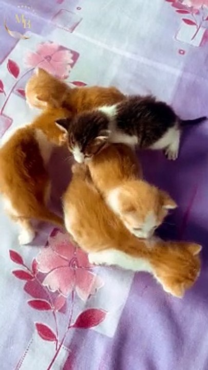 Kitten's kitty video\Moon Baar