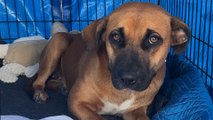 Dog Dumped By Freeway Was Scared Of People Until...❤️