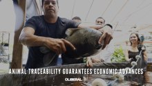 Animal traceability guarantees economic advances