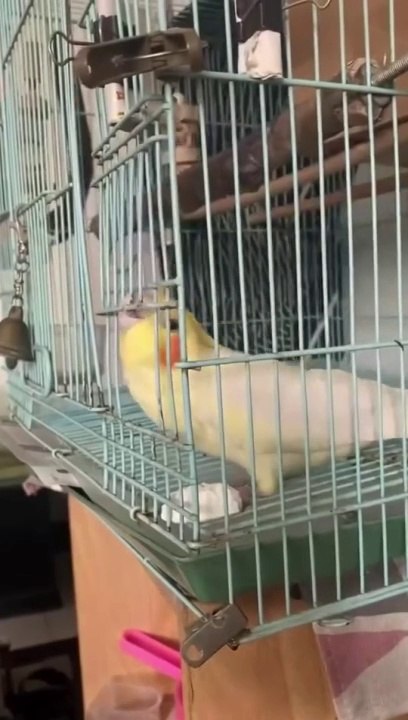 cockatiel parrot