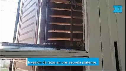 Invasión de ratas en una escuela platense