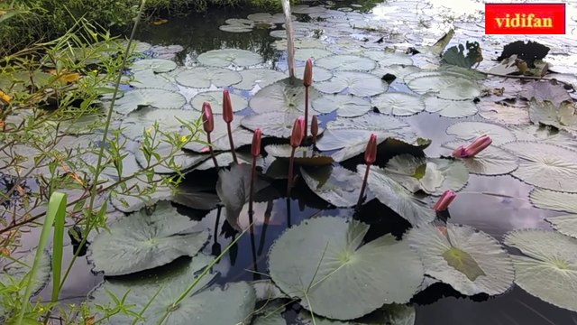 कमल- nenuphar - nénuphar - ネヌファル - nenúfar - نينوفار