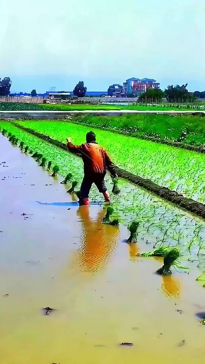 Rice fields,rice crop