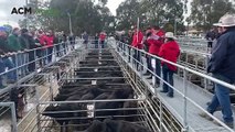 Elders Boyanup Store 21-8-24 | Farm Weekly