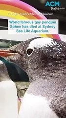 World famous gay penguin Sphen mourned at Sydney Aquarium