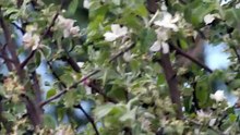 The Lesser Whitethroat: Close Up HD Footage (Curruca curruca)