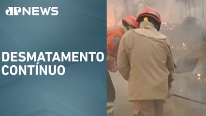 Brasil perdeu 33% das áreas naturais entre 1985 e 2023