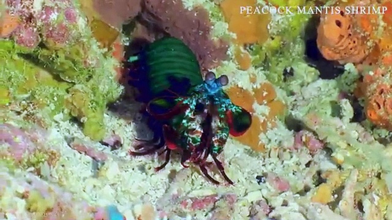 OCEAN LIFE 8K HDR – 8K Coral Reefs and Ocean animals #animals