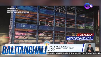 Truck na may kargang 70 buhay na baboy, tumakas sa checkpoint nang mabistong peke ang mga dalang dokumento | Balitanghali
