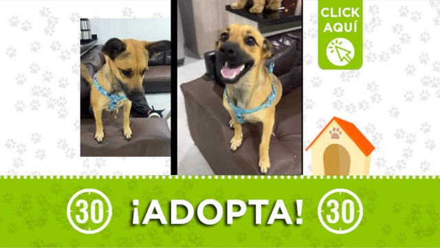 Esta bolita de amor busca hogar donde la dejen jugar ¿Te animas a adoptarla?