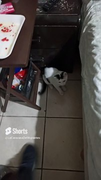 El #Gato Pernanca ya esta creciendo y es un #felino muy jugueton #animales y #mascotas #Shorts amigo