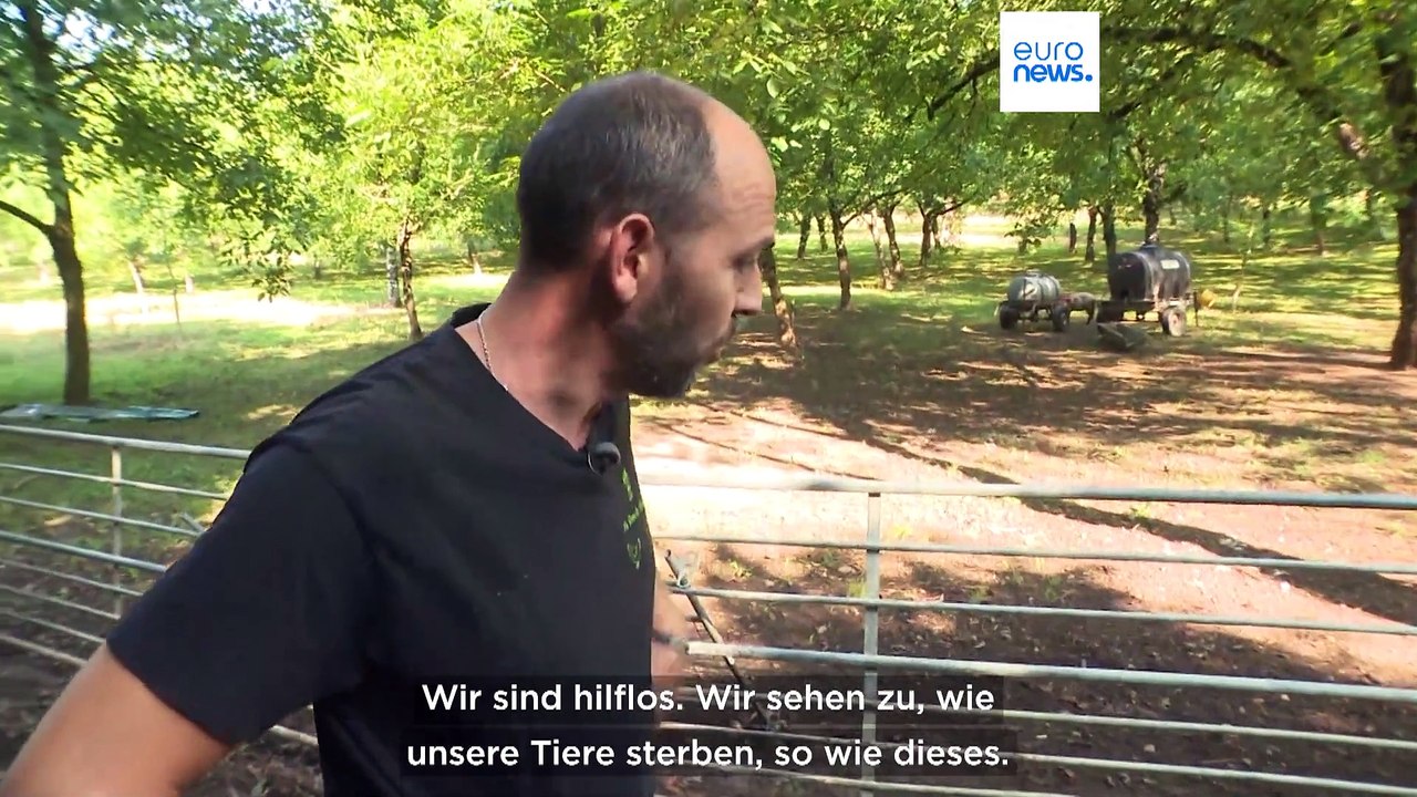 Blauzungenkrankheit trifft Schafe in den Alpen: 'Sie verlieren Gewicht und sterben'