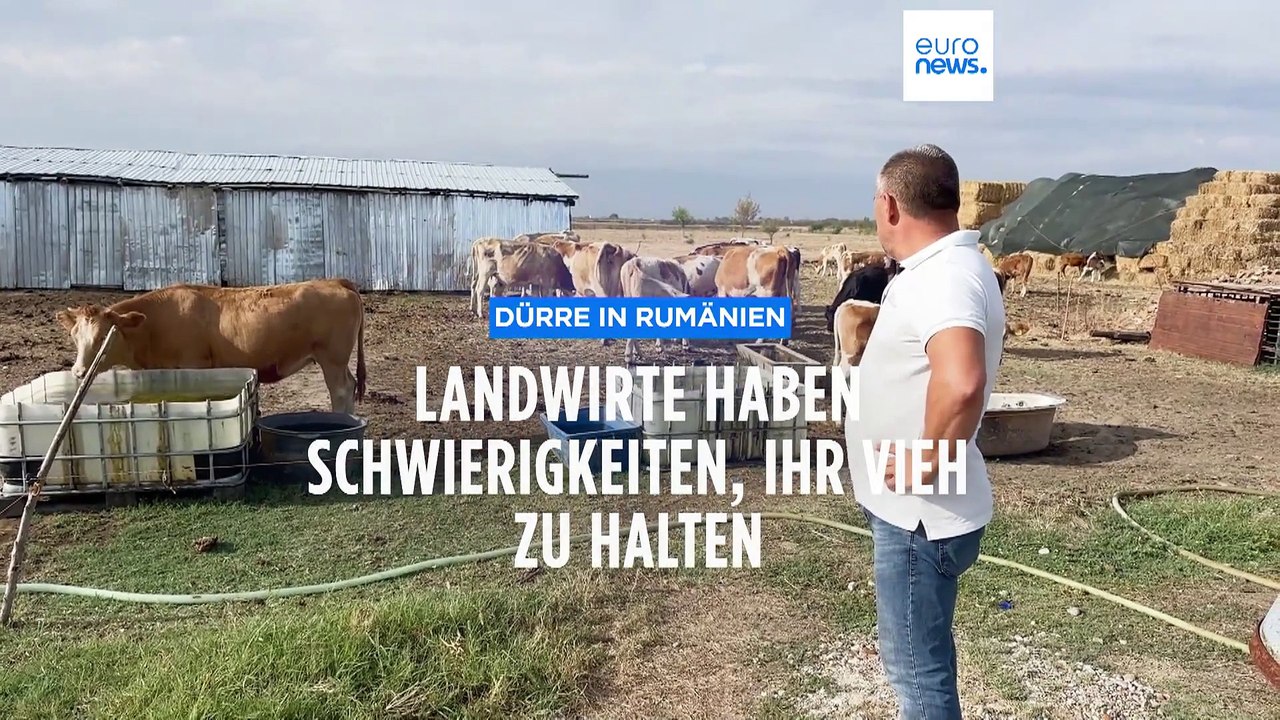 Dürre in Rumänien: Landwirte kämpfen ums Überleben ihrer Viehbestände