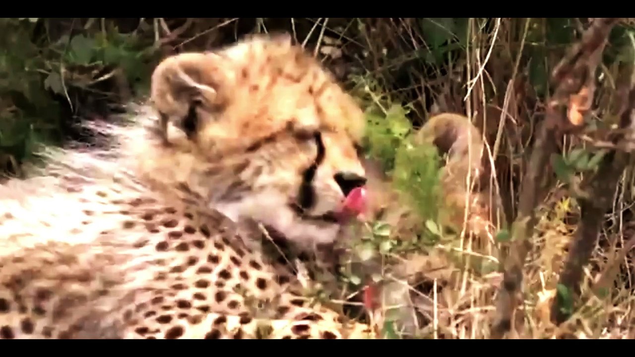 CHEETAH CUBS-1