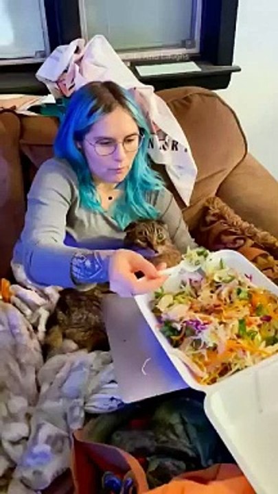funny cats episode 141