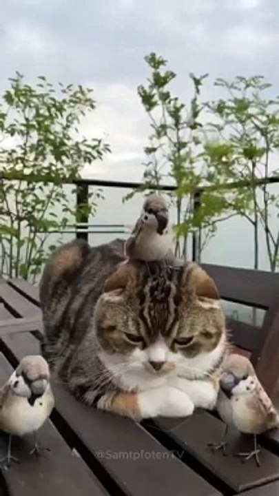 funny cats episode 142
