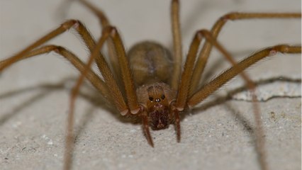 Giftspinne in Urlaubsregion: Wie gefährlich ist die Violinspinne?