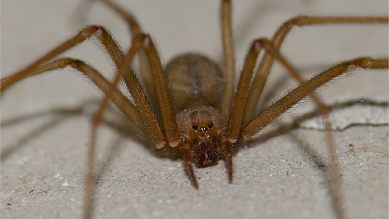 Giftspinne in Urlaubsregion: Wie gefährlich ist die Violinspinne?
