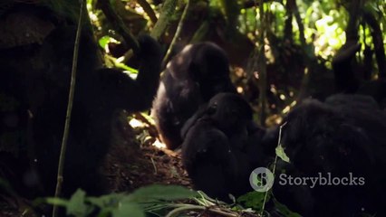 10 Fun Facts About Gabon You Didn't Know