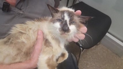 "맞아요! 우리 고양이에요!" 실종된 반려묘와 11년 만의 재회 [앵커리포트]  / YTN