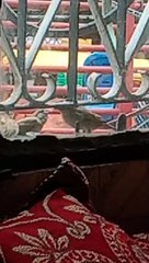 Chidiya khana kalati hai Apne bacchon Ko