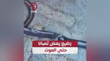 رضيع يعض ثعبانا حتى الموت