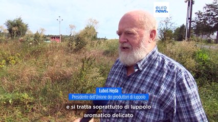 Repubblica Ceca: al via la stagione della raccolta del luppolo